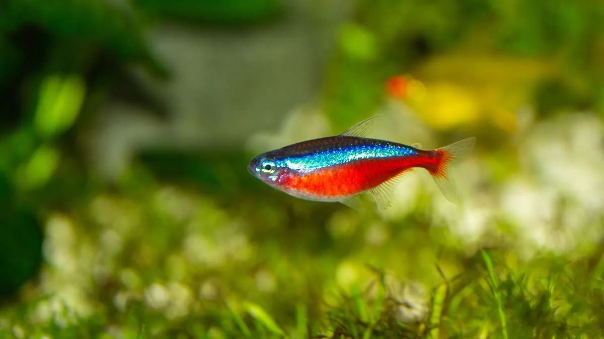 Pregnant cardinal tetra swimming near the bottom of the tank