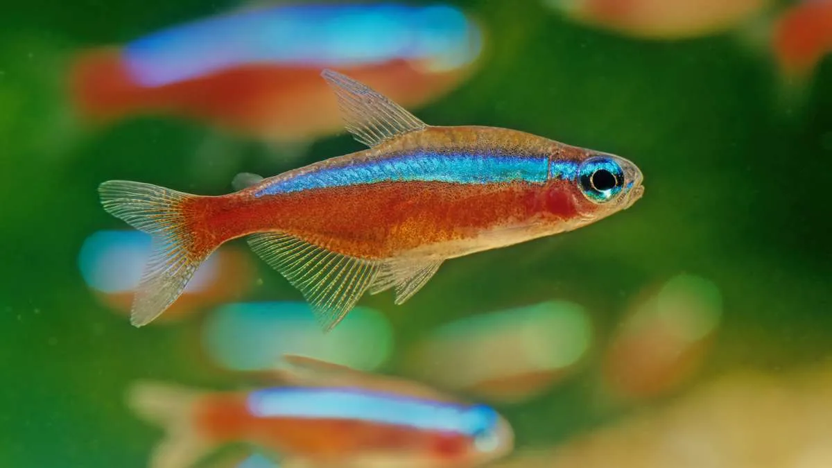 School of cardinal tetras swimming together