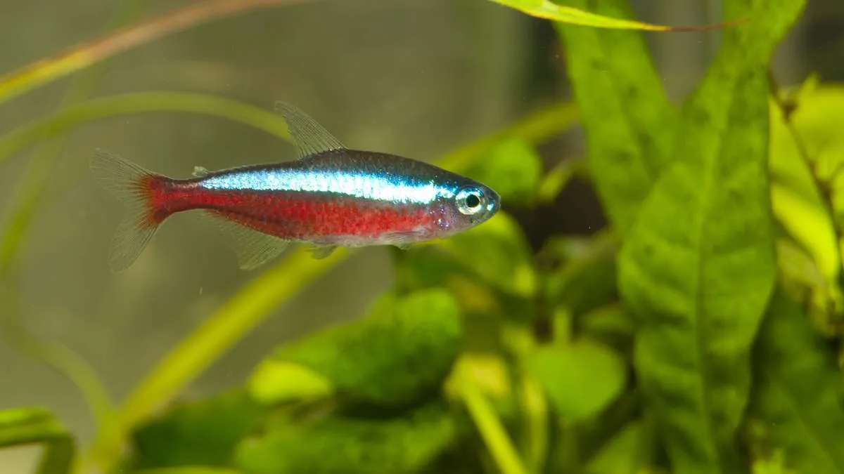 Cardinal tetra swimming through plants