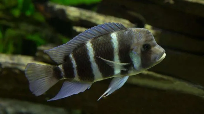 Frontosa cichlid (Cyphotilapia frontosa) swimming in a rocky aquarium