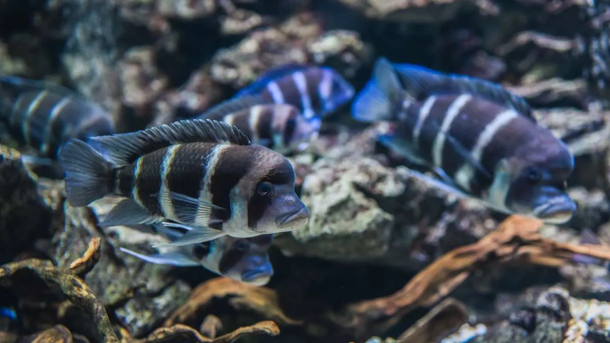 Shoal of frontosa cichlids swimming in a planted aquarium with rockwork