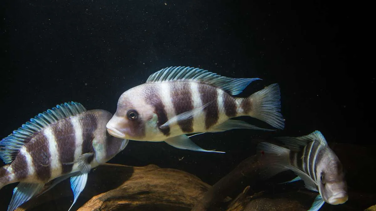 Shoal of frontosa cichlids swimming together in a dimly lit aquarium
