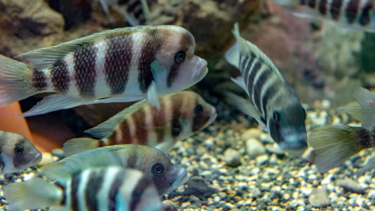 Adult frontosa cichlid swimming beside aquarium rockwork