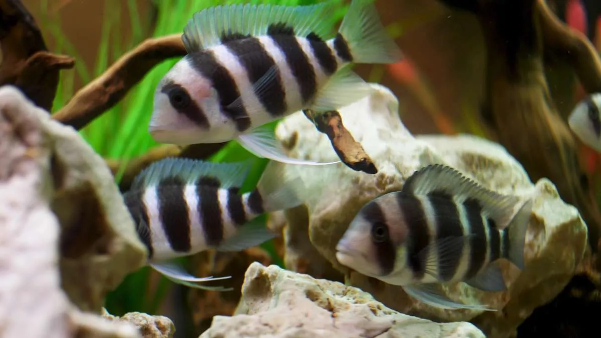 Frontosa cichlid shoal swimming around a rocky and planted aquarium aquascape