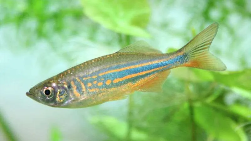 Giant danio close up photo with blurred background