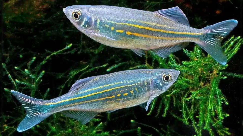 Two Giant Danio (Devario Aequipinnatus) swimming in planted aquarium