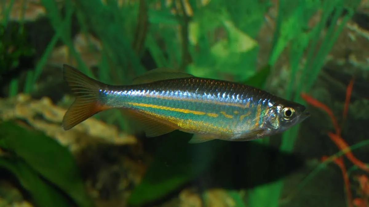 Giant danio sideview in heavily planted aquarium