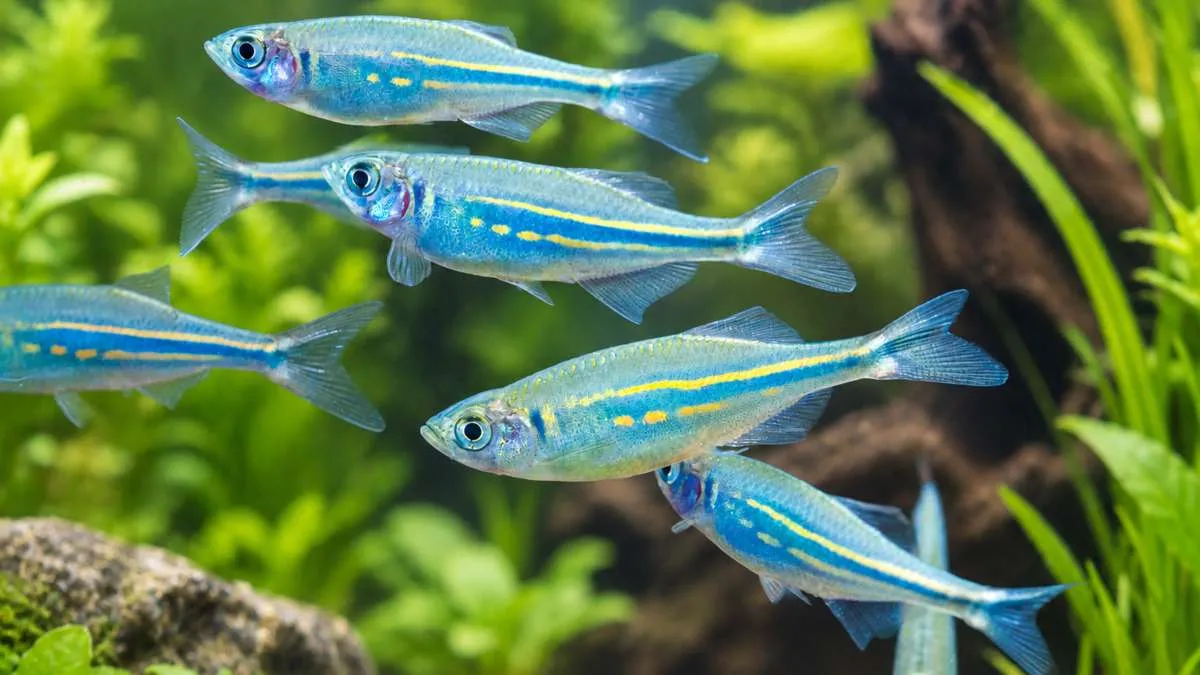 School of bright blue giant danios