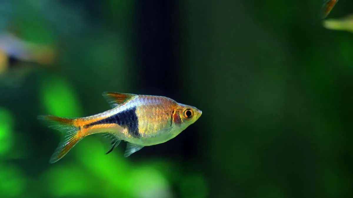 Close-up side view of a harlequin rasbora (Trigonostigma heteromorpha).