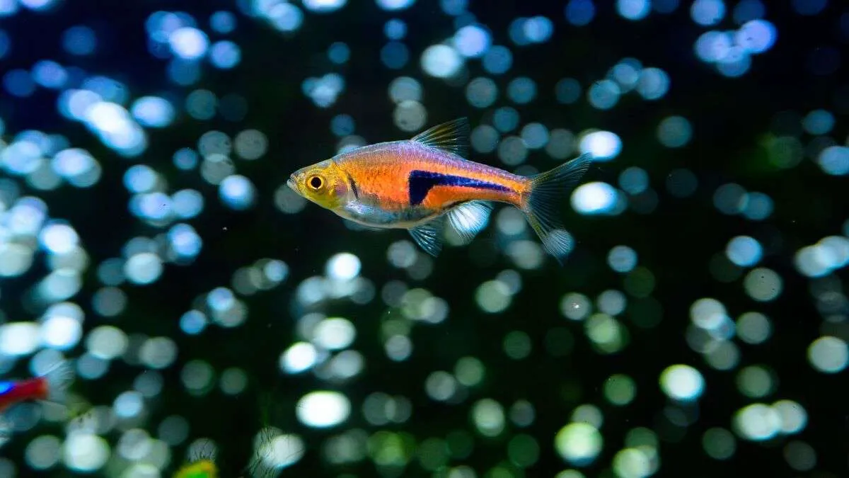 Close-up of a harlequin rasbora swimming through air bubbles produced by an air stone.