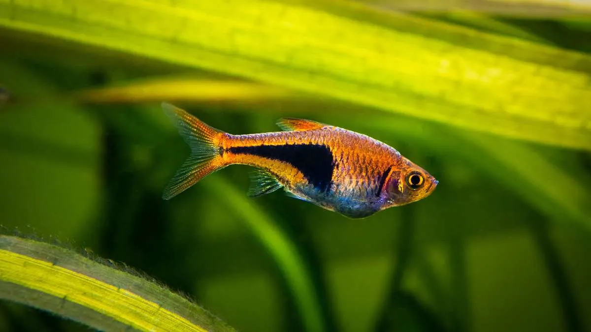 Close-up of a harlequin rasbora swimming beneath a broad aquarium plant leaf.