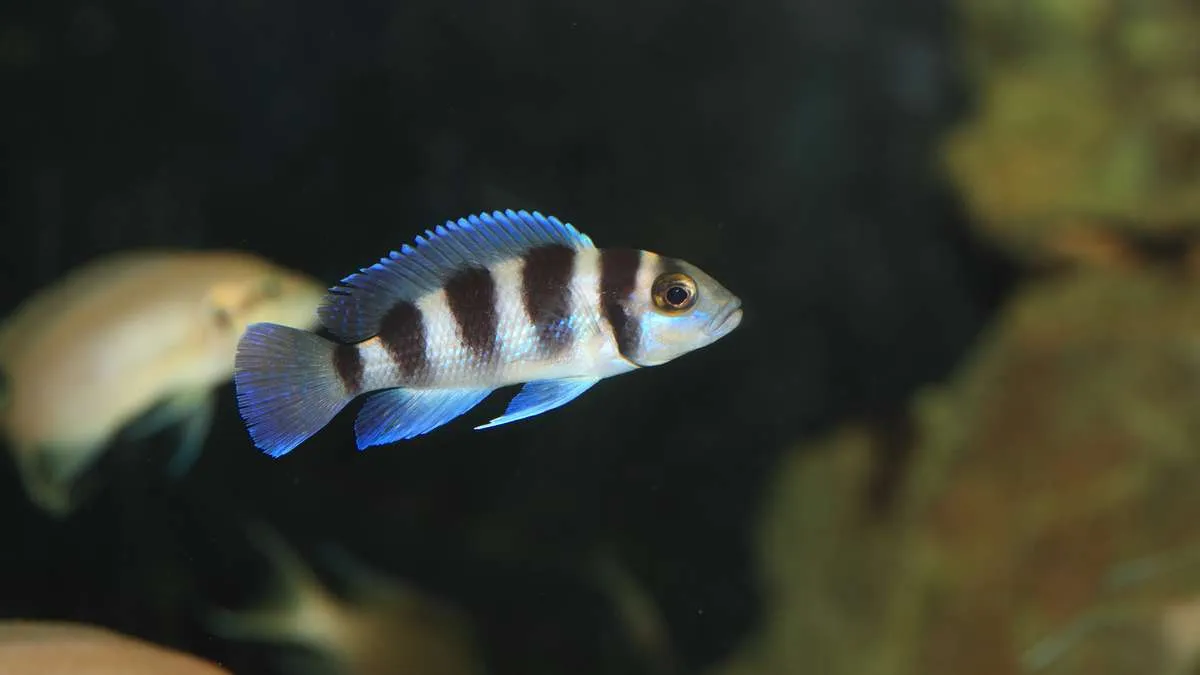 Juvenile frontosa cichlid swimming in an aquarium