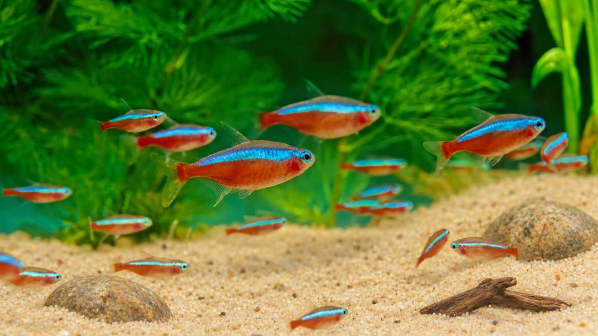 large school of cardinal tetras swimming in a natural aquarium habitat setup