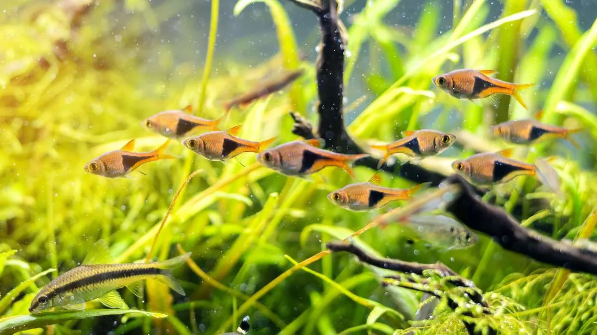 Large school of harlequin rasboras swimming in a densely planted aquarium.