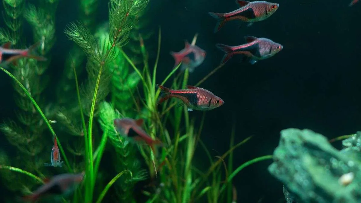 School of harlequin rasboras swimming in a dimly lit planted aquarium.