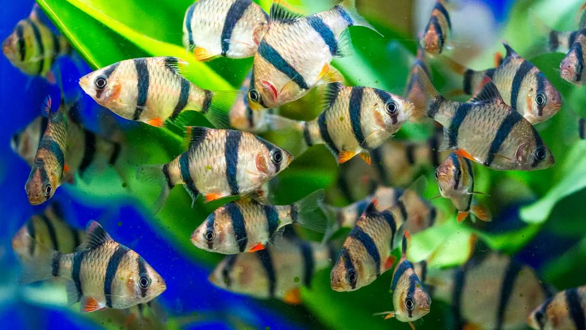 Large shoal of tiger barbs swimming around a plant