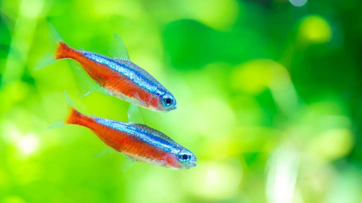 Pair of cardinal tetras swimming together