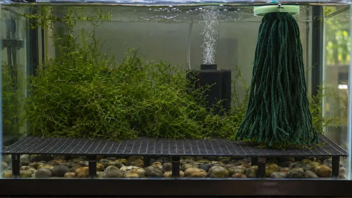 Giant danio breeding tank with java moss, a spawning mop, raised mesh above rounded stones and a sponge filter.