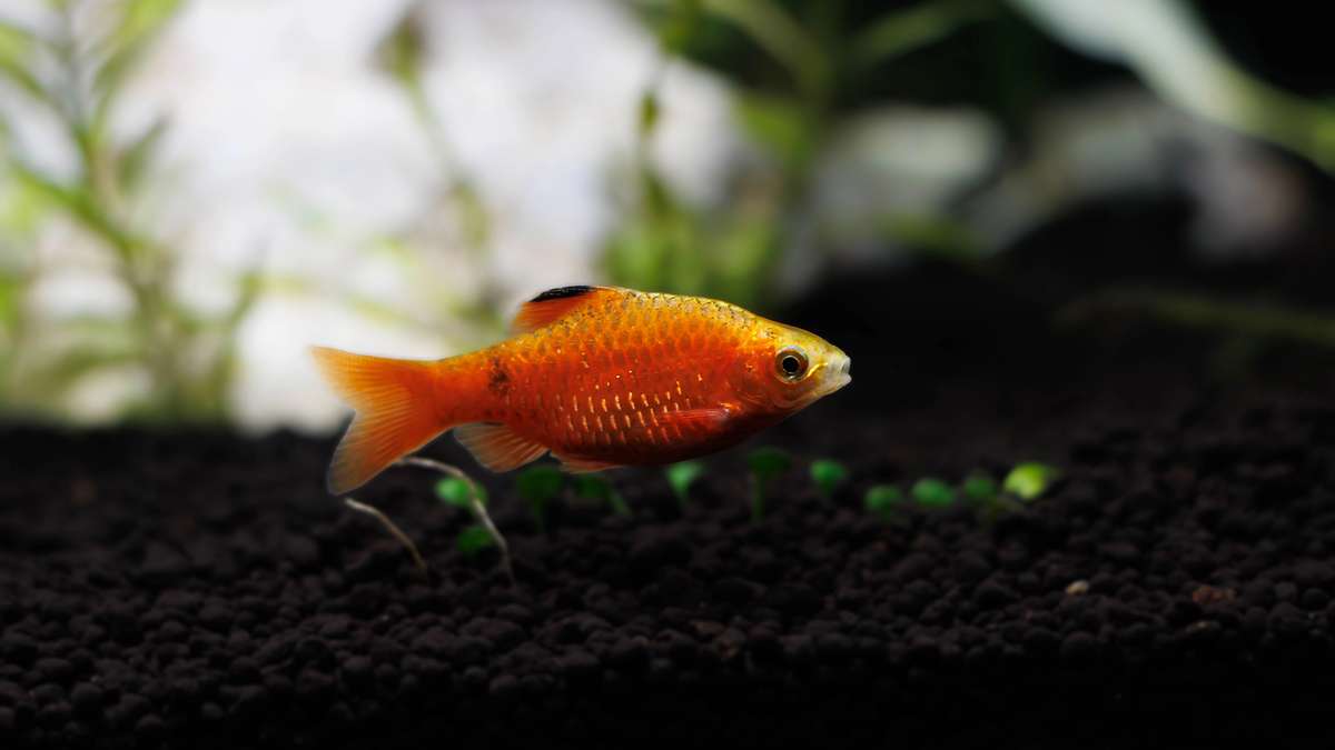 Orange rosy barb swimming above dark substrate in a planted aquarium