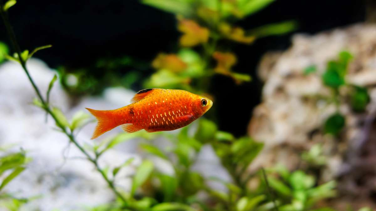 Rosy barb swimming among aquatic plants in a freshwater aquarium