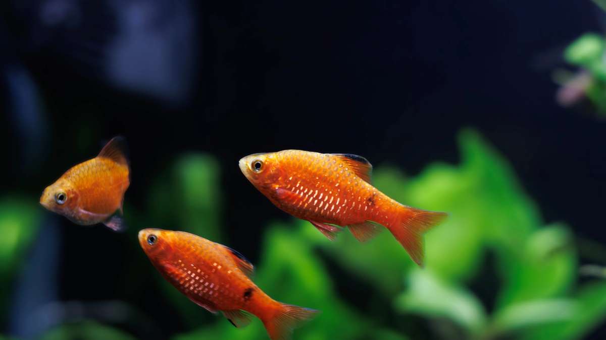 Group of rosy barbs (Pethia conchonius) swimming together in a planted aquarium
