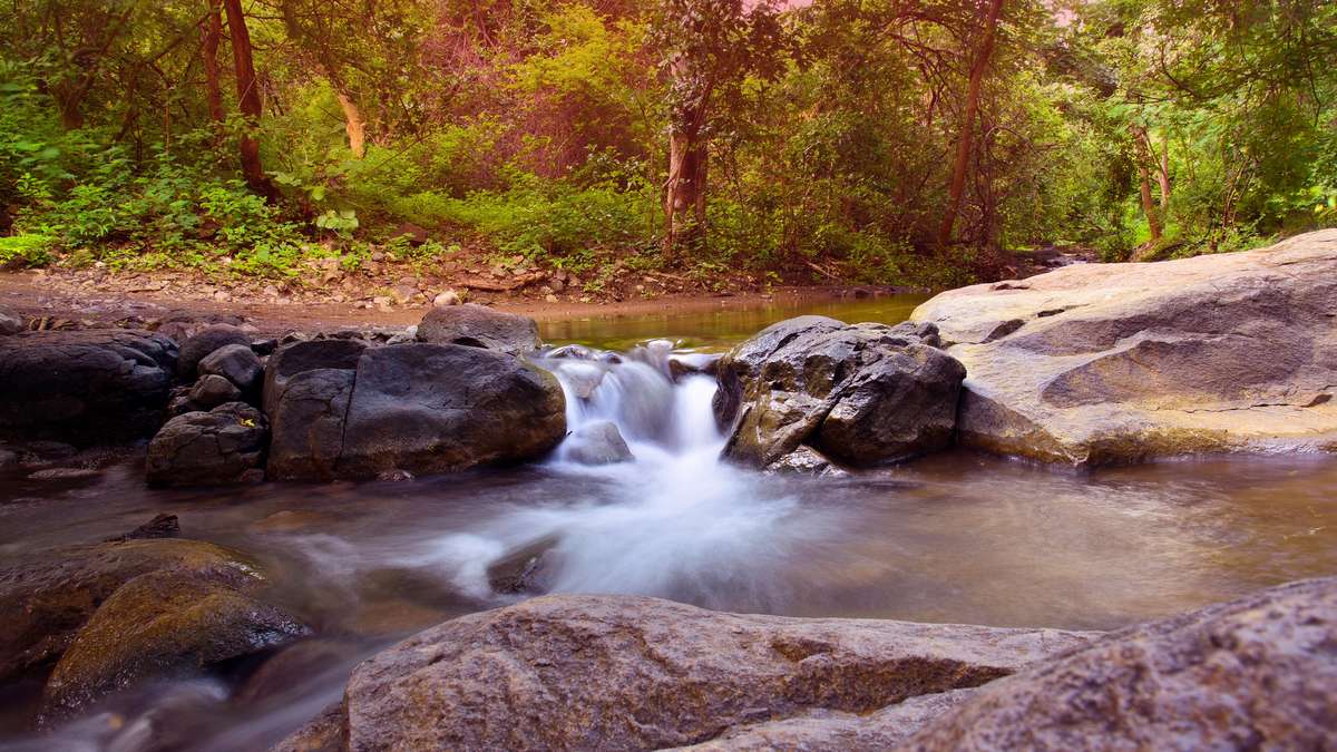 Rocky forest stream in Gujarat, India, representing natural rosy barb habitat