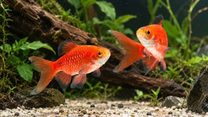 Rosy barbs (Pethia conchonius) swimming in a planted freshwater aquarium