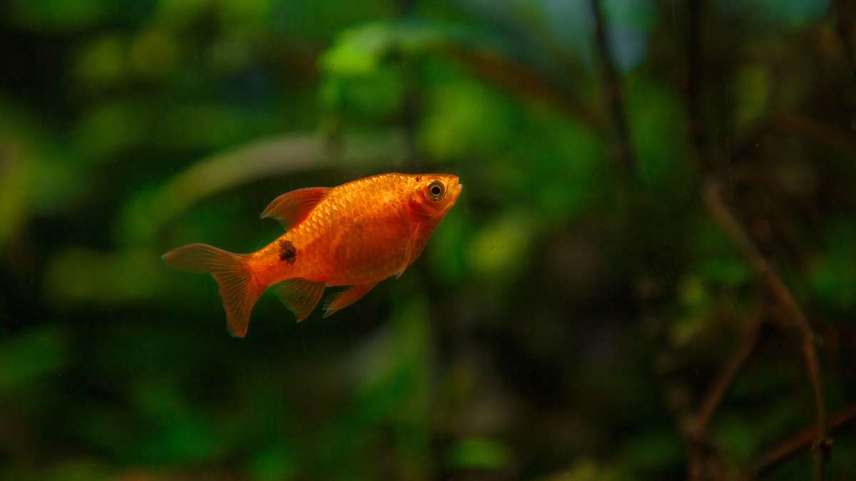 Rosy barb (Pethia conchonius) swimming in a planted freshwater aquarium