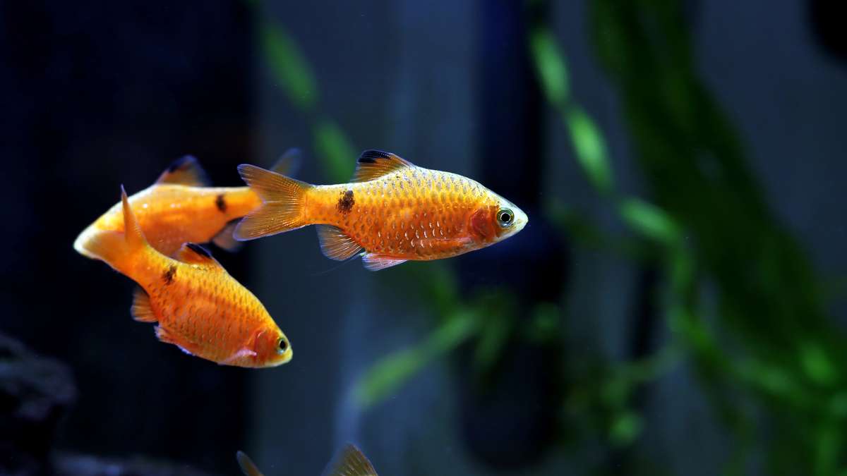 Rosy barb school (Pethia conchonius) swimming in a freshwater aquarium