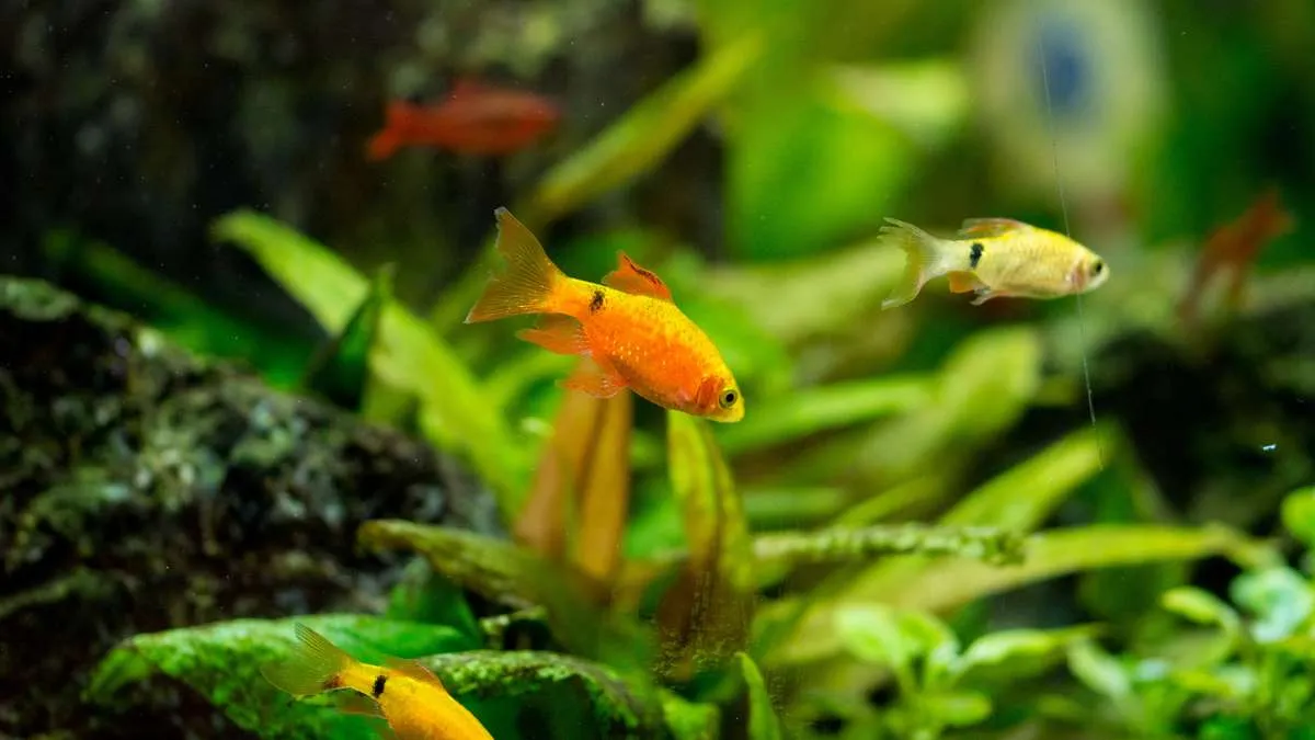 Male and female rosy barbs and other tank mates swimming in a planted aquarium