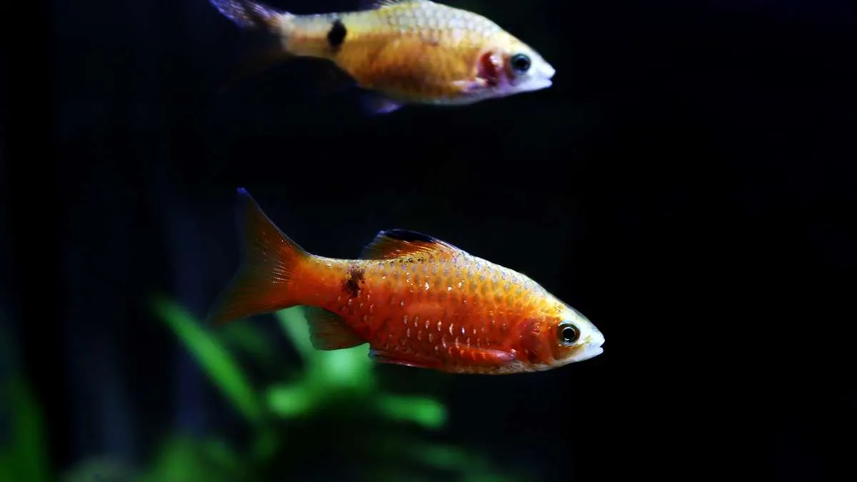 Rosy barbs (Pethia conchonius) showing orange coloration and dark fin markings
