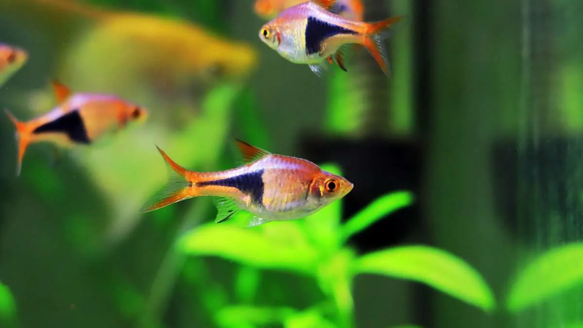 Close up view of harlequin rasboras and angelfish