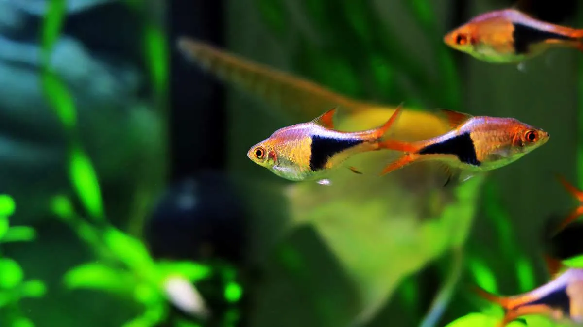 School of harlequin rasboras with angelfish as tank mates