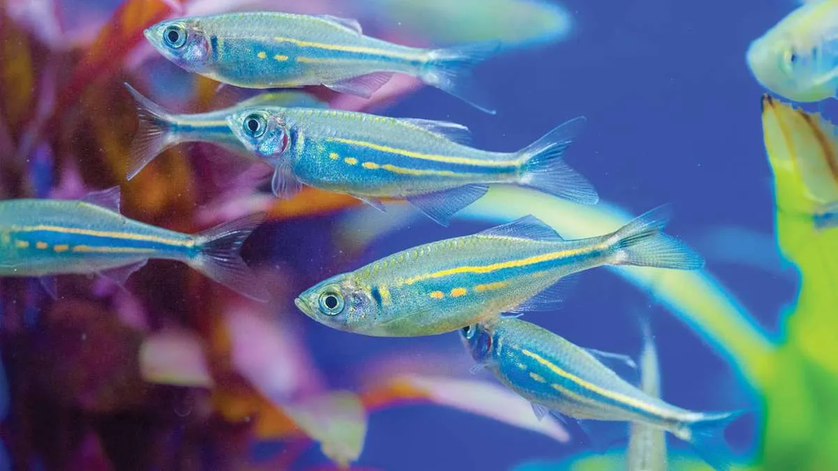 School of giant danios in aquarium