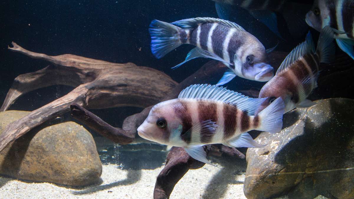 Shoal of frontosa cichlids swimming around rocks and driftwood