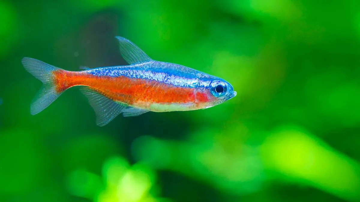 Close up shot of a cardinal tetra displaying bright red and blue coloration