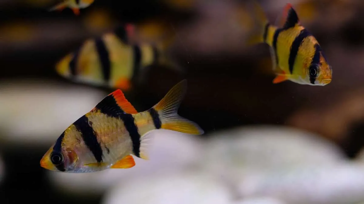 Tiger barb aquarium fish with four black vertical bands and orange-red fins