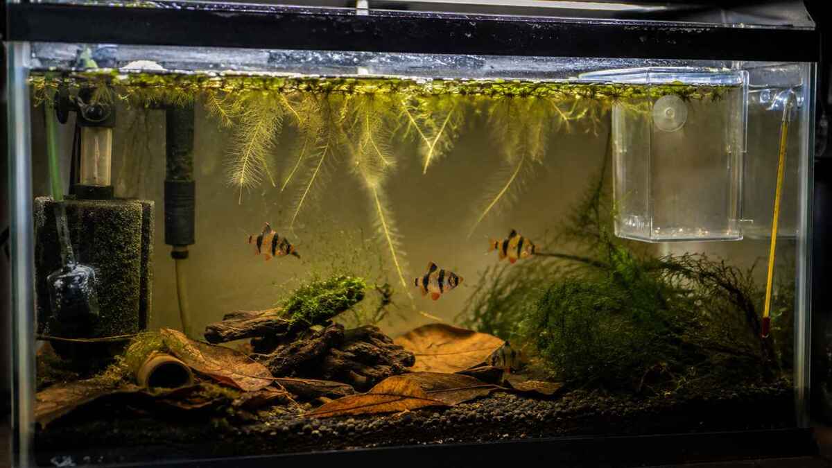 Tiger barb breeding tank setup with plants, leaf litter, driftwood and spawning areas