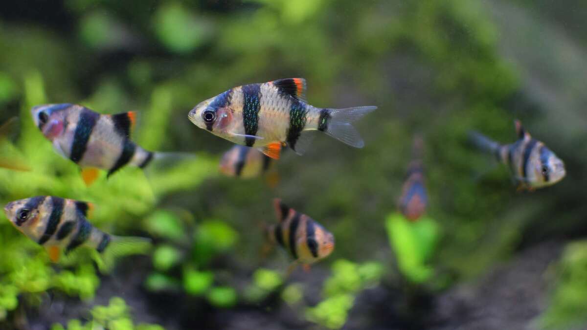 Juvenile tiger barbs swimming together among plants in a freshwater aquarium