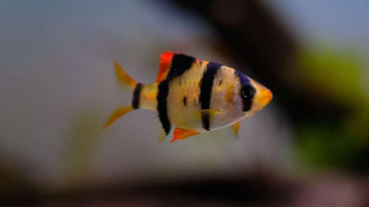 Tiger barb freshwater fish showing its four distinctive black vertical stripes
