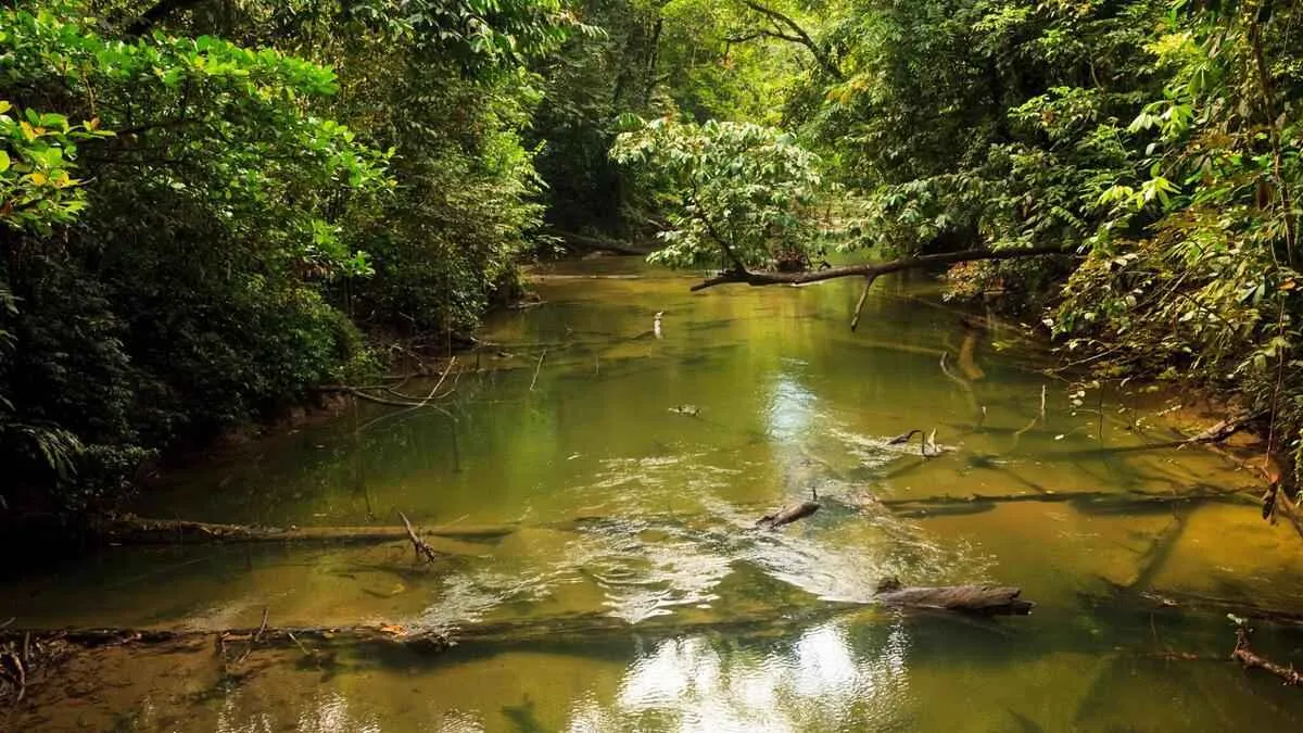 Tiger barb native habitat in a rainforest stream near Jambi, Sumatra, Indonesia