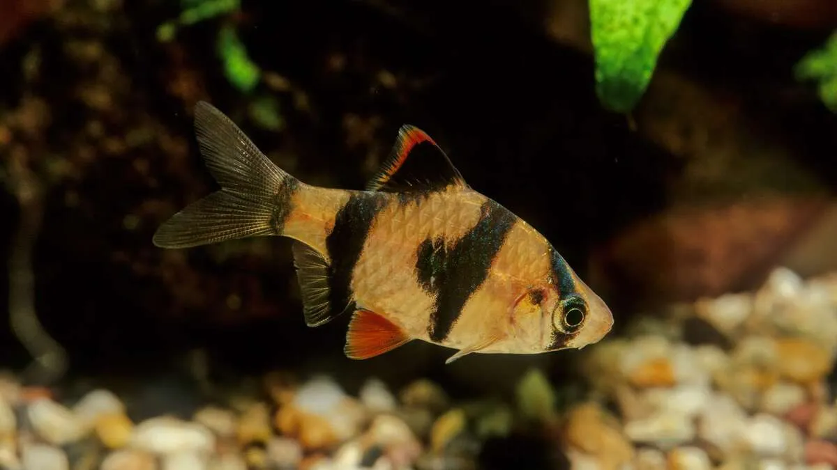 Side view of a tiger barb (Puntigrus tetrazona) with black stripes and orange fins