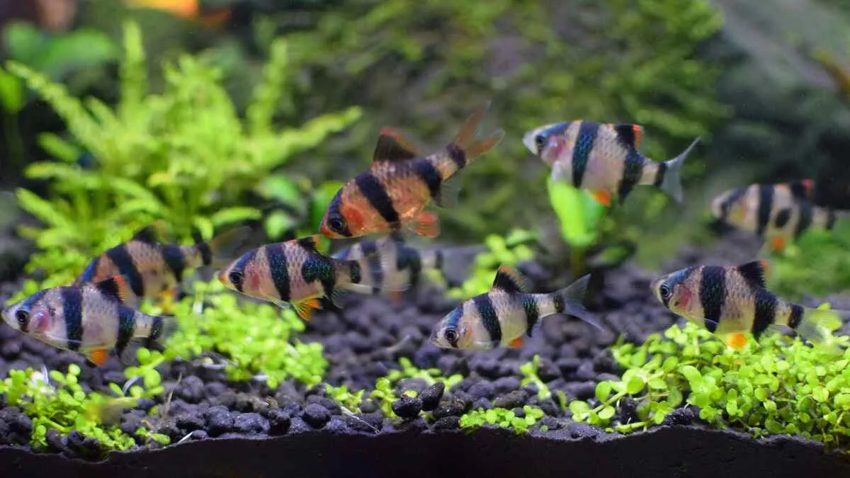 School of tiger barb fish (Puntigrus tetrazona) swimming in a planted aquarium