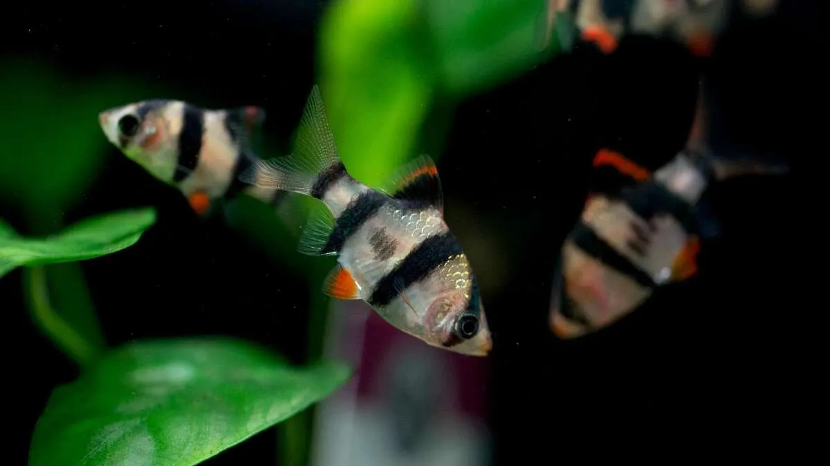 School of tiger barbs swimming together in a planted freshwater aquarium