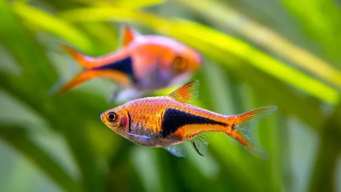 Close-up of a harlequin rasbora with a second harlequin rasbora blurred in the background of a planted aquarium.