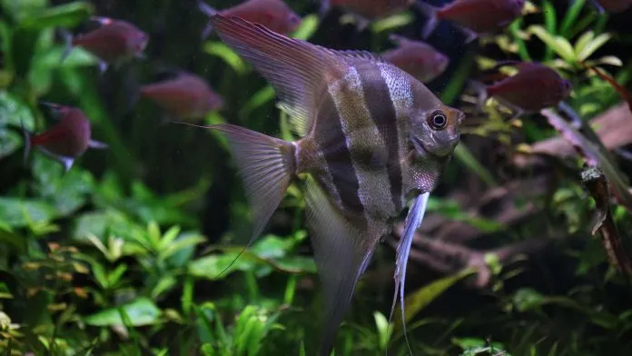 Altum angelfish swimming with a school of tetras